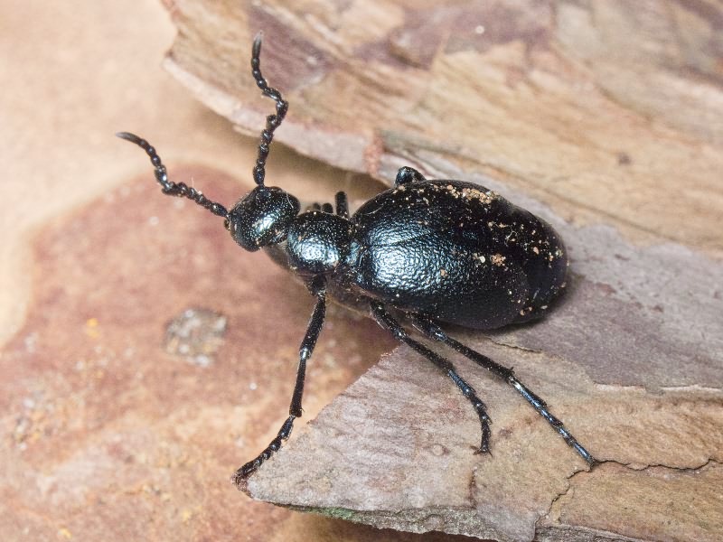 Meloe violaceus Marsham, 1802